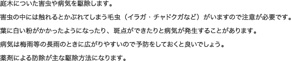 庭木についた害虫や病気を駆除します。害虫の中には触れるとかぶれてしまう毛虫（イラガ・チャドクガなど）がいますので注意が必要です。葉に白い粉がかかったようになったり、斑点ができたりと病気が発生することがあります。病気は梅雨等の長雨のときに広がりやすいので予防をしておくと良いでしょう。薬剤による防除が主な駆除方法になります。
